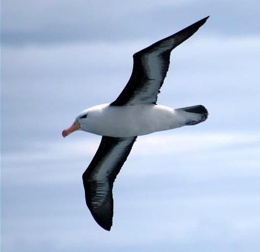 albatross_1.jpg